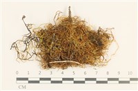 登錄號:B00008183藏品圖，第1張