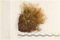 登錄號:B00008188藏品圖，第1張