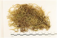 登錄號:B00008189藏品圖，第1張