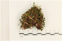 登錄號:B00008197藏品圖，第1張