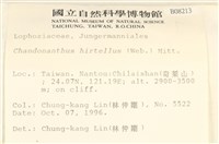 齒邊廣萼苔藏品圖，第2張