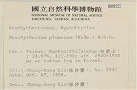 羽枝青蘚藏品圖，第2張