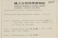 羽枝青蘚藏品圖，第2張