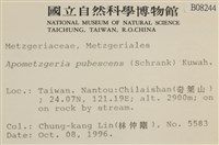 毛擬叉苔藏品圖，第2張