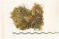 毛擬叉苔藏品圖，第1張