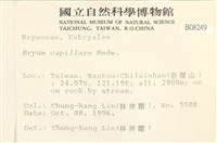 細葉真蘚藏品圖，第2張