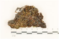 細葉真蘚藏品圖，第1張