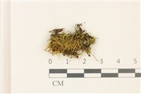 登錄號:B00008252藏品圖，第1張