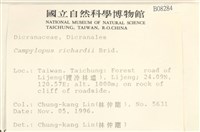 節莖曲柄蘚藏品圖，第2張