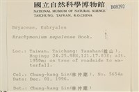 那霸短月蘚藏品圖，第2張