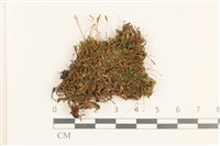 那霸短月蘚藏品圖，第1張