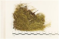 登錄號:B00008300藏品圖，第1張