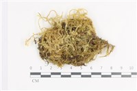 毛扭蘚藏品圖，第1張