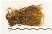 登錄號:B00008314藏品圖，第1張