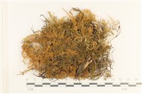 毛羽蘚藏品圖，第1張