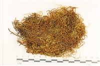 登錄號:B00008331藏品圖，第1張