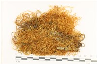 登錄號:B00008333藏品圖，第1張