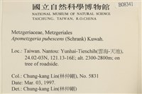 毛擬叉苔藏品圖，第2張
