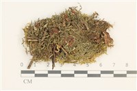 毛擬叉苔藏品圖，第1張