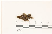 蛇苔藏品圖，第1張