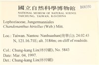 齒邊廣萼苔藏品圖，第2張