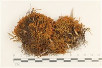 齒邊廣萼苔藏品圖，第1張