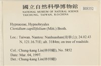 細葉櫛葉蘚, 毛葉梳蘚藏品圖，第2張