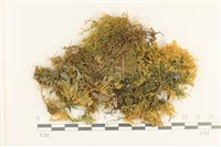 細葉櫛葉蘚, 毛葉梳蘚藏品圖，第1張