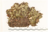 蛇苔藏品圖，第1張