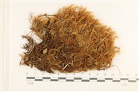 登錄號:B00008372藏品圖，第1張