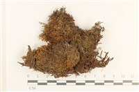 登錄號:B00008380藏品圖，第1張