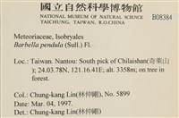 多疣懸蘚藏品圖，第2張