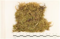 登錄號:B00008400藏品圖，第1張