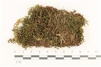登錄號:B00008436藏品圖，第1張