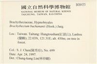 細枝青蘚藏品圖，第2張