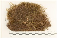 登錄號:B00008458藏品圖，第1張