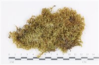 登錄號:B00008466藏品圖，第1張
