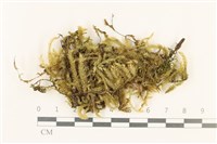 登錄號:B00008485藏品圖，第1張