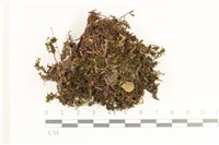 登錄號:B00008489藏品圖，第1張