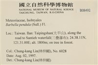 多疣懸蘚藏品圖，第2張