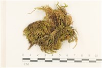 登錄號:B00008498藏品圖，第1張