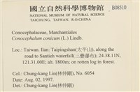 蛇苔藏品圖，第2張