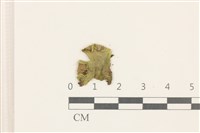 蛇苔藏品圖，第1張