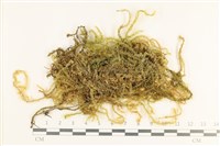 登錄號:B00008511藏品圖，第1張