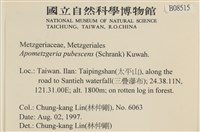 毛擬叉苔藏品圖，第2張