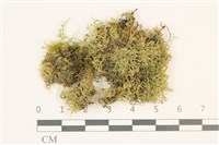 毛擬叉苔藏品圖，第1張