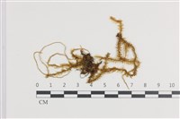 登錄號:B00008594藏品圖，第1張