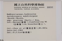 大灰氣蘚藏品圖，第2張