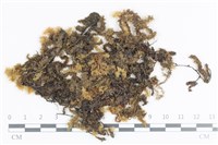 登錄號:B00008596藏品圖，第1張