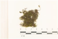 登錄號:B00008603藏品圖，第1張